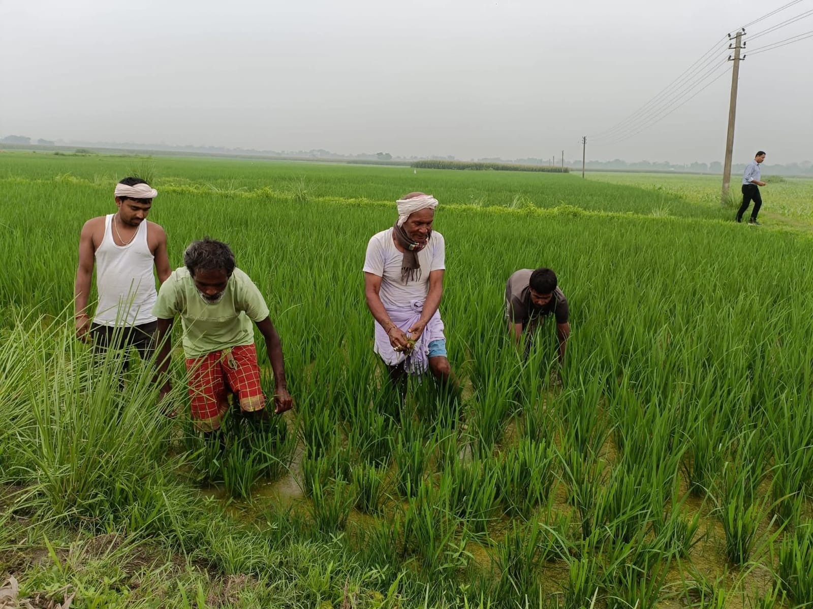 assam Irrigation Morigaon aggriculture
