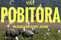 Pobitora Wildlife Sanctuary