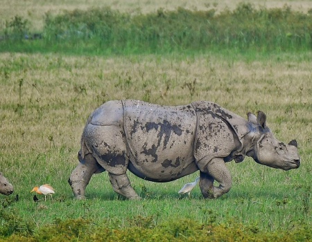 Pobitora Wildlife Sanctuary