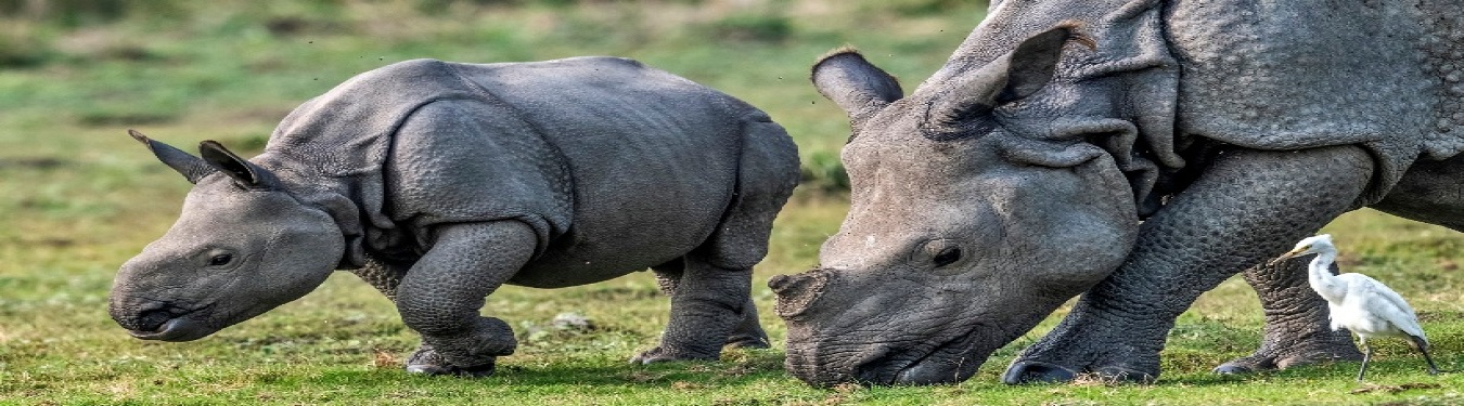rhino_in_pobitora