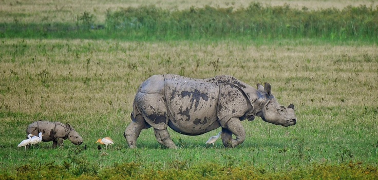 Pobitora Wildlife Sanctuary
